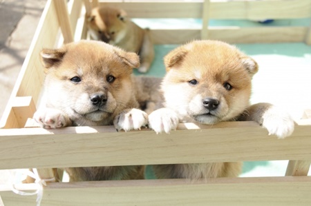 エコバッグ犬プリント 柴犬がカワイイ わさび町の柴田さんまで 楽天おすすめ購入ガイド